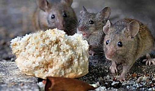 rats around a piece of food