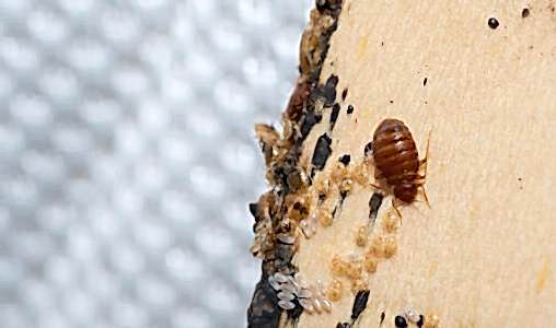 cockroach and its eggs on a wood