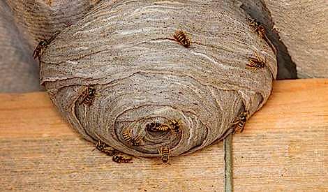 Wasp nest