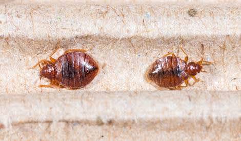 bed-bugs-images-23.jpg