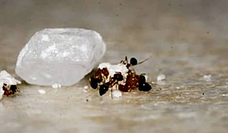 ants circling a piece of food