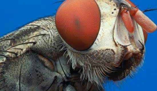 a close up of a fly pest