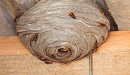 Wasp nest