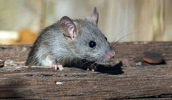 rat peeking through a old wood