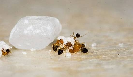 ants circling a piece of food