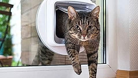 Cat Flap Installation