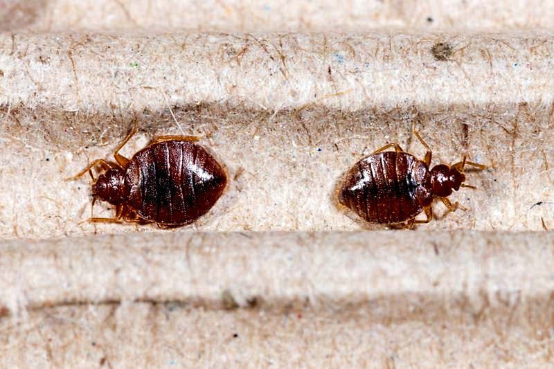 bed-bugs-images-23.jpg